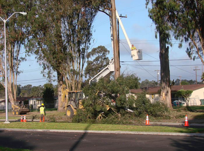 Tree Trimming